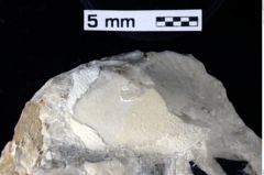 Foto (Detailansicht) von ? Crustacea indet. (NHMW-GEO-1990-0041-0159)